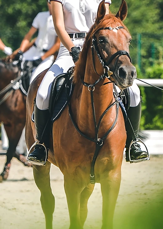 L-equitation-une-des-disciplines-les-plus-prisees-en-France